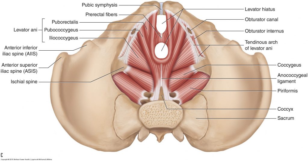 Pelvic floor muscles