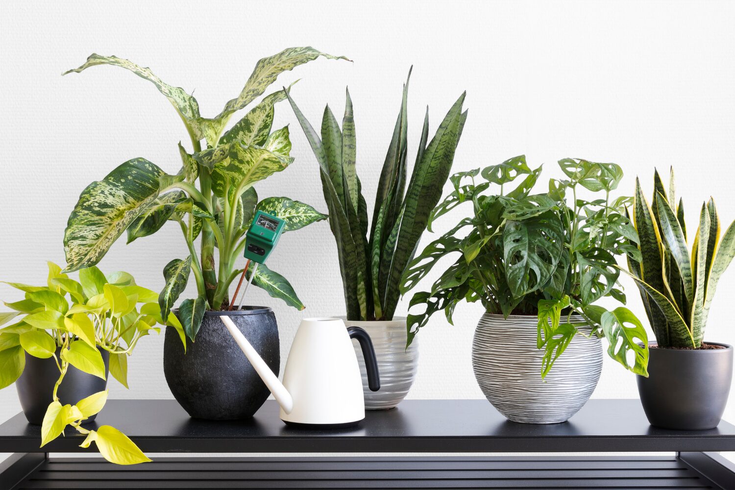 Easy care indoor plants