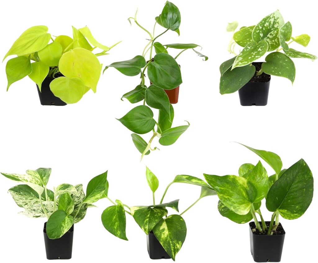 Easy care indoor plants